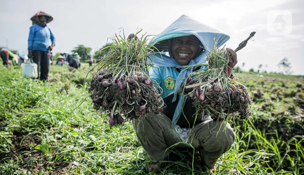 Brebes, sebuah kabupaten di Jawa Tengah, Indonesia, telah dikenal sebagai salah satu penghasil bawang merah terbesar di Indonesia. Baru-baru ini, kabupaten ini mencatatkan prestasi yang membanggakan dengan ekspor bawang merah sebanyak 19 ribu ton ke empat negara di Asia Tenggara. Keberhasilan ini tidak hanya memberikan dampak positif bagi perekonomian lokal, tetapi juga menegaskan posisi Indonesia sebagai salah satu produsen bawang merah yang kompetitif di pasar internasional. Dalam artikel ini, kita akan membahas lebih dalam mengenai proses ekspor, tantangan yang dihadapi, dampak ekonomi, serta masa depan komoditas bawang merah di Brebes. 1. Proses Ekspor Bawang Merah dari Brebes Proses ekspor bawang merah dari Brebes tidaklah sederhana. Dimulai dari tahap produksi, para petani bawang merah harus memastikan bahwa kualitas bawang yang dihasilkan memenuhi standar ekspor. Dengan menggunakan teknik pertanian modern dan pemilihan bibit unggul, para petani di Brebes dapat meningkatkan produktivitas dan kualitas bawang mereka. Setelah panen, bawang merah harus melalui proses pemilahan dan pengemasan yang ketat untuk memastikan bahwa hanya bawang terbaik yang akan dikirim ke luar negeri. Setelah itu, pihak eksportir melakukan negosiasi dengan importir di negara tujuan. Dalam hal ini, empat negara yang menerima bawang merah dari Brebes adalah Malaysia, Singapura, Filipina, dan Thailand. Setiap negara memiliki persyaratan yang berbeda terkait kualitas dan spesifikasi produk. Oleh karena itu, komunikasi yang efektif antara eksportir dan importir sangat penting. Setelah kesepakatan tercapai, pengiriman dilakukan melalui jalur laut yang memerlukan pengaturan logistik yang matang agar bawang merah tetap segar selama perjalanan. Di tahap akhir, setelah bawang merah tiba di negara tujuan, importir akan melakukan pemeriksaan kualitas dan kuantitas. Jika semua sesuai dengan kesepakatan, proses ekspor dianggap sukses. Namun, proses ini tidak lepas dari tantangan seperti fluktuasi harga, peraturan perdagangan internasional, dan juga masalah cuaca yang dapat mempengaruhi hasil panen. 2. Tantangan dalam Ekspor Bawang Merah Meskipun Brebes telah berhasil mengekspor bawang merah ke berbagai negara, namun perjalanan ini tidak selalu mulus. Salah satu tantangan terbesar adalah perubahan iklim yang dapat mempengaruhi hasil pertanian. Tanaman bawang merah sangat sensitif terhadap perubahan suhu dan curah hujan. Ketika cuaca buruk melanda, produksi bawang dapat menurun, yang pada akhirnya berdampak pada jumlah ekspor. Selain itu, persaingan di pasar internasional juga menjadi tantangan yang signifikan. Negara-negara seperti India dan China juga merupakan produsen bawang merah yang besar. Mereka sering kali menawarkan harga yang lebih rendah, sehingga eksportir dari Brebes harus mencari cara untuk tetap kompetitif. Salah satu strategi yang dilakukan adalah dengan meningkatkan kualitas dan menciptakan nilai tambah pada produk, seperti mengolah bawang merah menjadi produk olahan. Regulasi perdagangan internasional juga merupakan tantangan yang tidak bisa diabaikan. Setiap negara memiliki aturan yang berbeda mengenai impornya. Ketidakpahaman akan regulasi ini bisa menjadi penghalang bagi eksportir, yang dapat menyebabkan penundaan atau bahkan pembatalan pengiriman. Oleh karena itu, para eksportir perlu memiliki pengetahuan yang mendalam tentang regulasi dan prosedur yang berlaku di negara tujuan ekspor. 3. Dampak Ekonomi dari Ekspor Bawang Merah Ekspor bawang merah dari Brebes memiliki dampak ekonomi yang signifikan. Pertama, hal ini meningkatkan pendapatan petani lokal. Dengan adanya pasar ekspor, harga bawang merah menjadi lebih stabil dan sering kali lebih tinggi dibandingkan pasar lokal. Ini memberikan insentif bagi petani untuk meningkatkan kualitas produksi mereka. Kedua, kegiatan ekspor ini juga memberikan dampak positif bagi perekonomian daerah secara keseluruhan. Peningkatan permintaan terhadap bawang merah mendorong pertumbuhan sektor pertanian, yang berkontribusi pada penciptaan lapangan kerja baru. Selain itu, dengan adanya aktivitas ekspor, infrastruktur lokal juga mengalami perbaikan. Pelabuhan dan jalan transportasi menjadi lebih baik untuk mendukung kegiatan pengiriman barang. Dari segi sosial, kegiatan ekspor ini juga dapat membantu meningkatkan pendidikan dan keterampilan masyarakat. Banyak petani yang mendapatkan pelatihan mengenai teknik pertanian modern dan manajemen bisnis. Dengan meningkatnya pengetahuan ini, mereka dapat menghadapi tantangan di masa depan dengan lebih baik. 4. Masa Depan Ekspor Bawang Merah di Brebes Melihat potensi yang dimiliki, masa depan ekspor bawang merah dari Brebes terlihat cerah. Dengan dukungan dari pemerintah dan peningkatan teknologi pertanian, para petani di Brebes memiliki kesempatan yang lebih besar untuk meningkatkan produksi dan kualitas bawang merah mereka. Salah satu langkah yang bisa diambil adalah diversifikasi pasar ekspor ke negara-negara yang selama ini belum dijelajahi. Selain itu, inovasi dalam pengolahan produk juga dapat menjadi langkah strategis untuk meningkatkan daya saing. Misalnya, mengolah bawang merah menjadi bawang goreng atau produk olahan lainnya yang memiliki nilai tambah lebih tinggi. Produk olahan ini biasanya lebih tahan lama dan memiliki pangsa pasar yang lebih luas. Kerjasama antara petani, pemerintah, dan pelaku usaha juga sangat penting. Program-program yang mendukung inovasi dan pengembangan teknologi pertanian harus terus didorong. Dengan sinergi yang baik, Brebes dapat menjadi pusat produksi dan ekspor bawang merah yang terkemuka di Asia Tenggara.